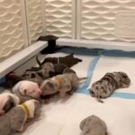 American Bully Pups in Los Angeles, California