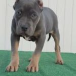 XL Blue Tri Male in Apple Valley, California