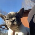 Lil Tootie in Albemarle, North Carolina