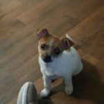Chihuahua puppy in Tucson, Arizona