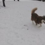 Siberian Husky Puppies in Springfield, Missouri