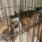 Pug Puppies For Sale in Mesa, Arizona