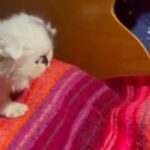 Domino “BAD BUNNY”gorgeous, long-haired, Scottish fold kitten in Putnam Valley, New York