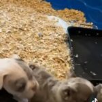 pocket bully puppies in Detroit, Michigan