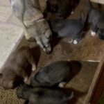 AKC Agouti Siberian Huskies in Jacksonville, Illinois