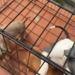 American bully puppies for sale in Hialeah, Florida
