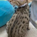 Bengal in Stockton, California
