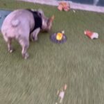 Full breed Exotic Frenchie in Los Angeles, California
