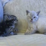 Egyptian Mau Kittens in New York City, New York