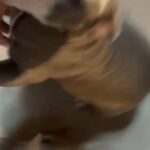 American pocket bully in Pleasanton, California