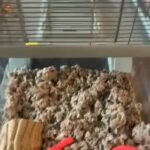 Hamster For Sale For Food And Cage in Elgin, Illinois