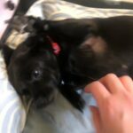 Looking To Rehome This Lil Pooch in Phoenix, Arizona