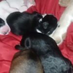 pitbull puppies in Boone, North Carolina