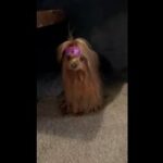 AKC Yorkies in Tucson, Arizona