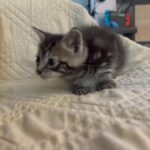 Cutest kitten in Central Islip, New York