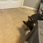 AKC German Shepherd Puppies in Savannah, Georgia