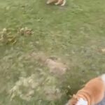 Furever Home in Orlando, Florida