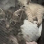 Egyptian Mau Kittens in Central Islip, New York