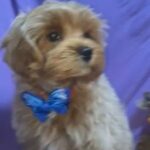 Tyke Korean Teacup Maltipoo in New York City, New York