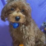 Scooby Korean Teacup Maltipoo in New York City, New York