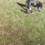 Blue Bully’s For Sale In Arkansas in Fort Smith, Arkansas