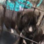 2 Blue Nose Pit Bull Puppies in Tampa, Florida