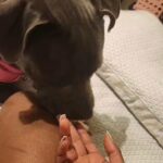 Biscuit trying to take off my nails in Phoenix, Arizona