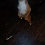 pups for sale in Corpus Christi, Texas