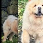 Chow Chow in Hilo, Hawaii