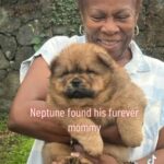 Chow Chow Puppies in Hilo, Hawaii
