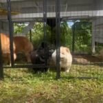 Russian Import Chow Chows in Hilo, Hawaii