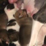 German shepherd puppies For Sale in Philadelphia, Pennsylvania