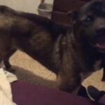 Boy Akita in Tampa, Florida