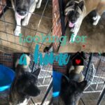 5 Yr Old Akitas in Tampa, Florida
