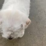 Dog For Sale in Tulare, California