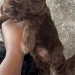 Cockapoo Puppies in Houston, Texas