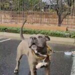American Bully in Santa Clarita, California