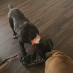 Puppy Love in Muskegon, Michigan