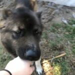 Akitas in Tampa, Florida