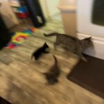 3 Kittens in Kingsport, Tennessee