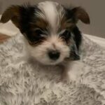 Parti Male Yorkies in Cleveland, Ohio