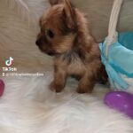 sable Yorkie male in McAlester, Oklahoma