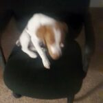 brittany spaniel in Oklahoma City, Oklahoma