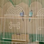 2 budgies for sale in North Plainfield, New Jersey