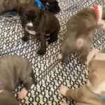 ADBA American Bully Puppies For Sale in Houston, Texas