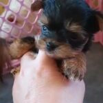female Yorkie in McAlester, Oklahoma