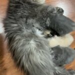 Persian Kittens in San Angelo, Texas
