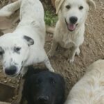 Pyrenees/Lab Mix Puppies in San Antonio, Texas
