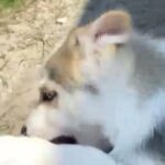 Siberian Husky in Homestead, Florida