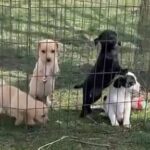 Beagle Labrador Mix in Indianapolis, Indiana